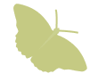Green Butterfly Image
