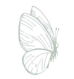 butterfly graphic
