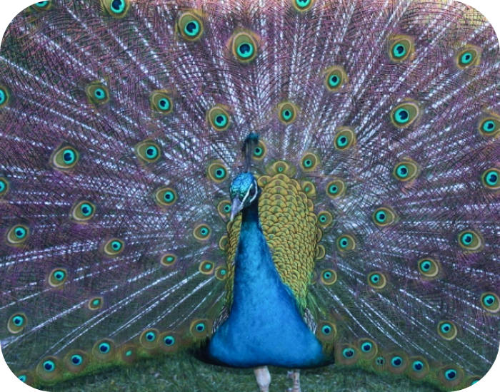 Peacock